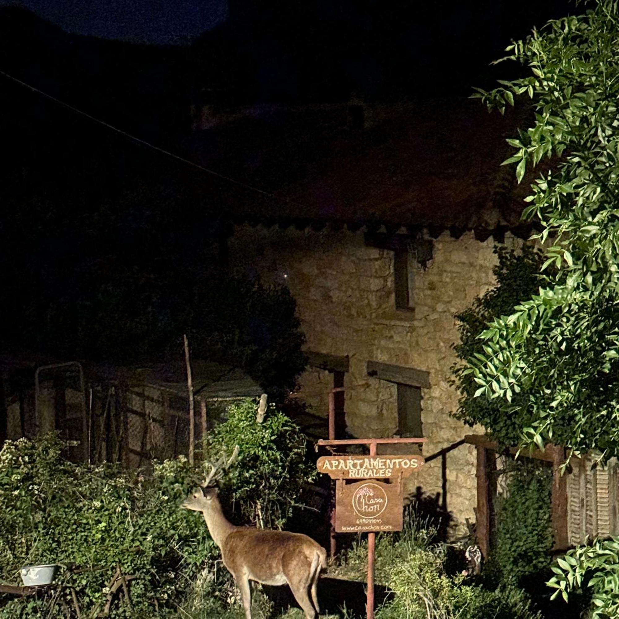 Casas Rurales Chon Alto Tajo ペラレホス・デ・ラス・トルチャス エクステリア 写真